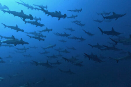 2024.9.5の神子元島 秋晴れ、ハンマー晴れ!