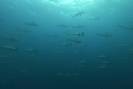 2024.9.16の神子元島　3連休終日、海も出物も良い感じ♪