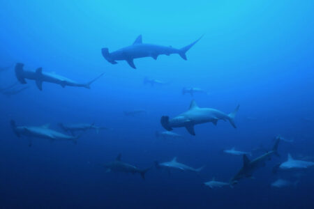 2024.9.13の神子元島　圧巻の魚影、これぞ神子元！