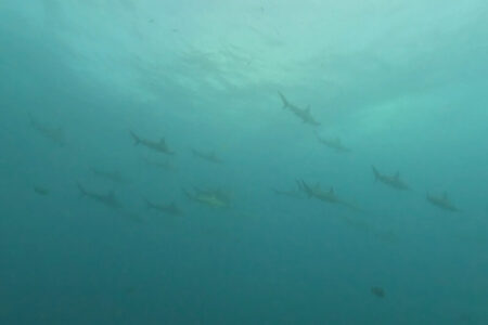 2024.9.20の神子元島　陸は残暑厳しく、海は冷んやり♪