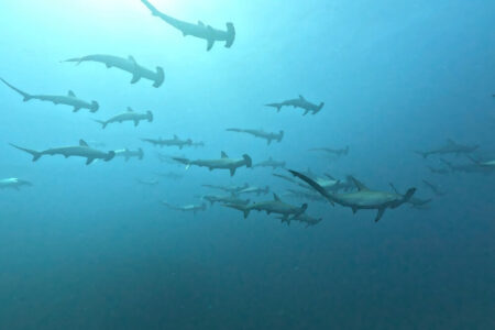 2024.9.15の神子元島　3連休中日、青勢力拡大中！
