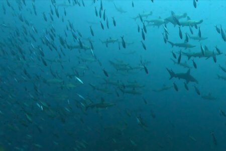 2024.9.12の神子元島 青と濁りが同居中!?