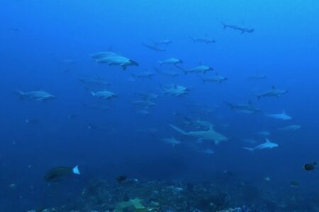 2024.9.28の神子元島　神子元マジック、青潮到来！