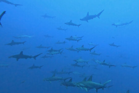 2024.9.4の神子元島 長期欠航明け、青からリスタート!