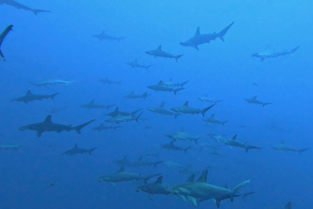 2024.9.4の神子元島　長期欠航明け、青からリスタート！