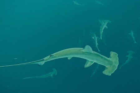 2024.9.29の神子元島　手のひら返しの緑でした！