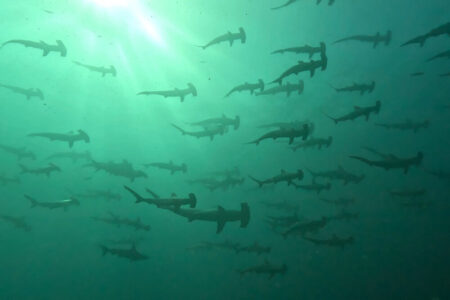 2024.9.7の神子元島 ついにこの時が来たか!