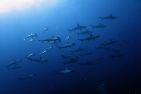2024.9.6の神子元島 まだまだ青が継続中!