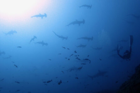 2024.9.17の神子元島　1歩進んで2歩下がる！？