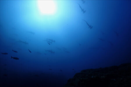 2024.9.19の神子元島　時化だけど、ハンマーいたよ！