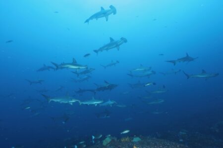 2024.10.19の神子元島 時化の中の大勝利♪