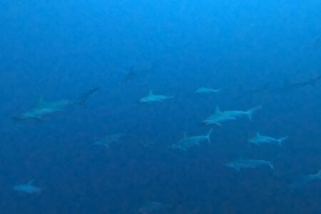 2024.10.11の神子元島 欠航明けは青でした!