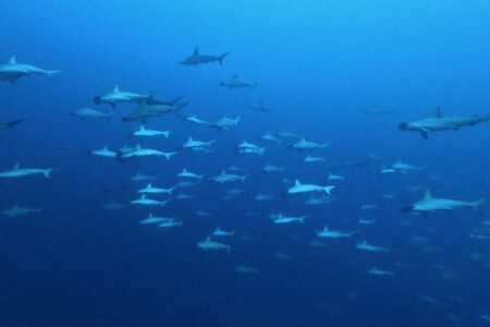 2024.10.16の神子元島 久々の凪、碧、ハンマー大群!