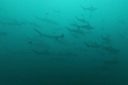 2024.10.7の神子元島 さよなら青、おかえり濁!