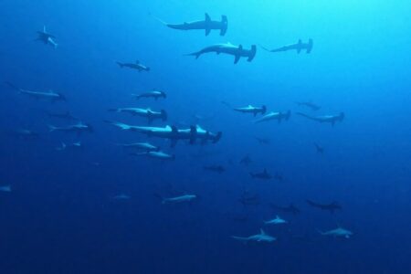 2024.10.15の神子元島 三連休明けも碧キープ♪