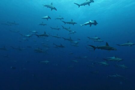 2024.10.28の神子元島 並泳良し!着底良し!
