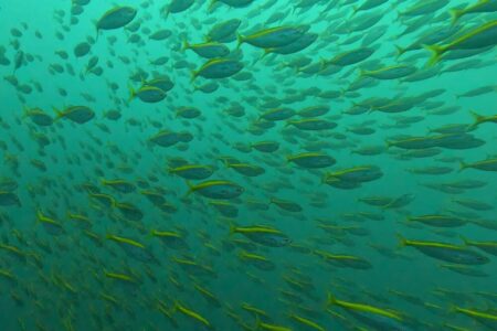 2024.10.8の神子元島 強風が吹く前に・・・