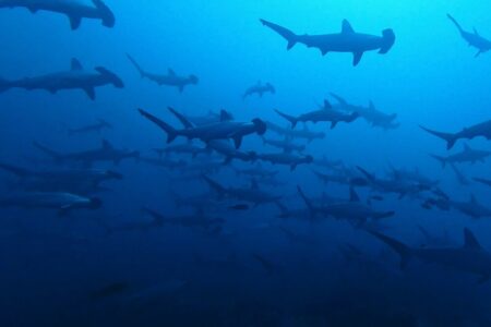 2024.10.12の神子元島 三連休初日、強風だけど青継続