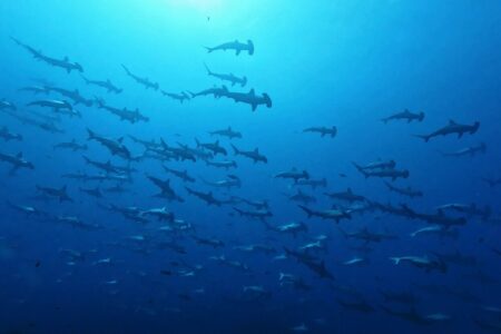 2024.10.14の神子元島 三連休終日、空は青い、海も碧い!