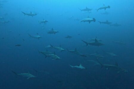 2024.10.27の神子元島 流れも海色も目まぐるしい変化!
