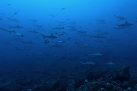 2024.10.18の神子元島 黒潮+大潮で良い感じ♪