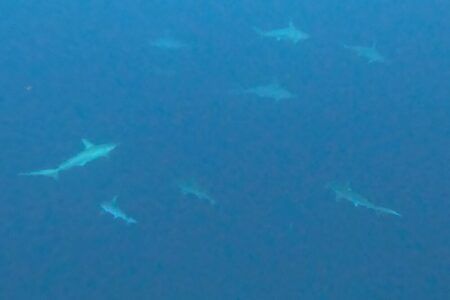 2024.10.22の神子元島 ハンマーよ、上がって来て♪