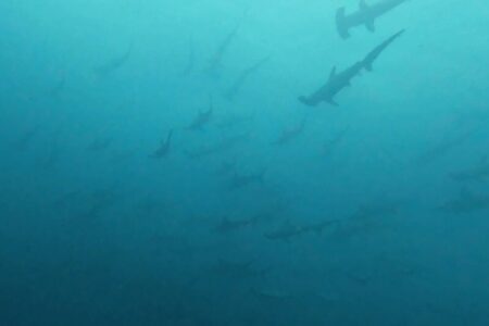 2024.10.4の神子元島　うねりとの戦いでした！