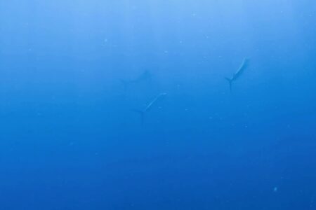 2024.10.2の神子元島　欠航明け、青？緑？どっちなんだい？