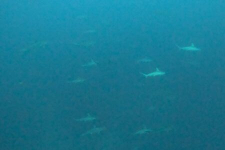 2024.10.25の神子元島 苦境にもくじけない!