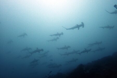 2024.10.3の神子元島　空も海もすっきりしない！？