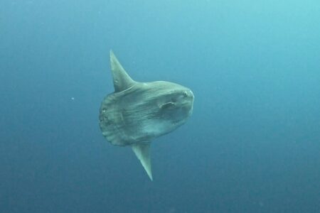 2024.11.4の神子元島 ハンマー、カジキ、マンボウ×2‼️