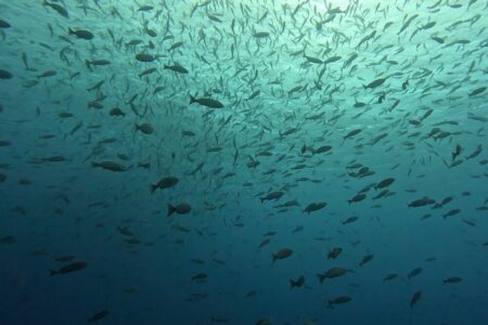 2024.11.5の神子元島 江ノ口はまるで生け簀?