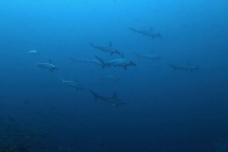 2024.11.21の神子元島　何かが変ですよね？