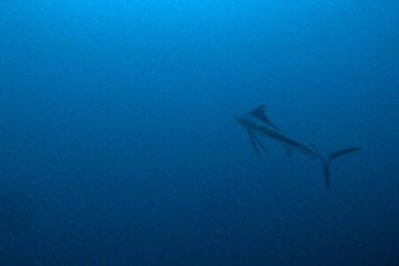 2024.11.23の神子元島　OMG！天国から地獄へ・・・