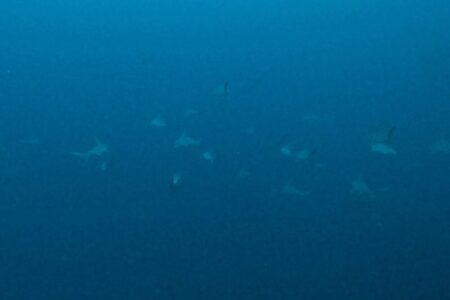 2024.11.11の神子元島　天気も流れもスッキリしない