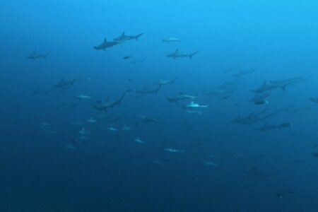 2024.11.24の神子元島　まさかのV字回復♪