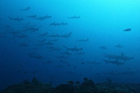 2024.11.26の神子元島 浅場へいらっしゃい♪