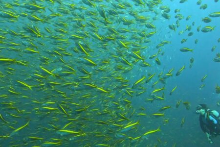2024.11.9の神子元島 今季最高のタカベの群れ!