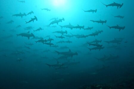 2024.11.17の神子元島　天気◎、ハンマー◎、魚影◎！
