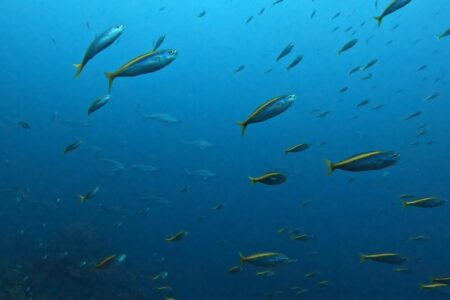 2024.11.14の神子元島　なんだかんだで良い感じ？