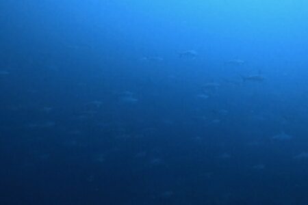 2024.11.12の神子元島　潮よ！動いてー！