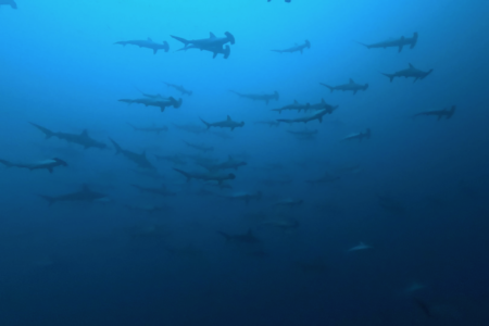 2024.12.21の神子元島 冬至の4航海!