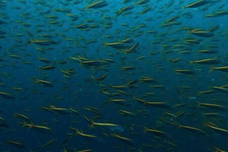 2024.12.12の神子元島 圧巻!タカベストーム!