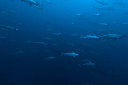 2024.12.25の神子元島 素敵なクリスマス♪