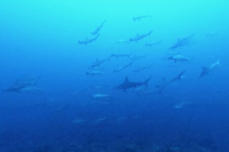 2024.12.1の神子元島 今年もあと1か月!ハンマー健在♪