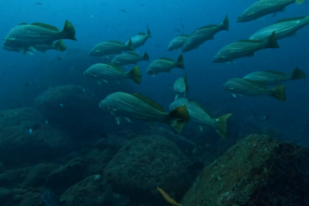 2024.12.20の神子元島 夏と冬がミックス!?!?