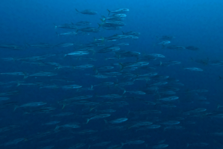 2024.12.30の神子元島 2024年、大団円!