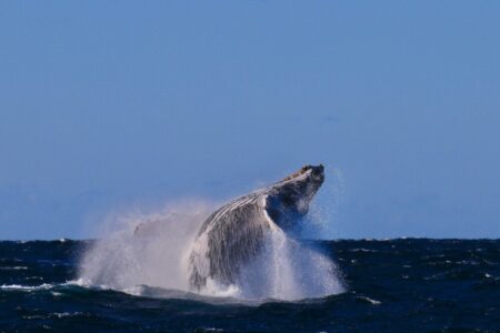 2024.12.11の神子元島 ザトウクジラ×2、神子元島来島!