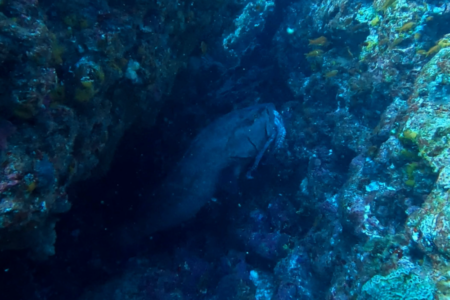 2025.1.5の神子元島 変則的な流れを攻略できず