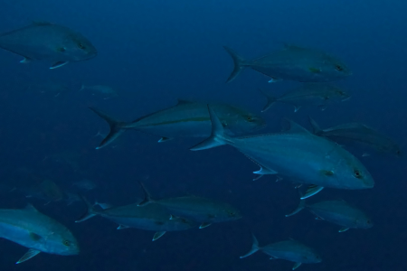 2025.1.16の神子元島 ハンマー、オオニベ、デカンパチ!